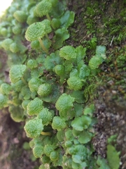 Cryptomitrium tenerum