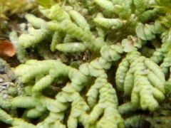 Lepidolaena clavigera