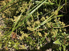 Gaultheria crassa