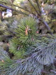 Adenanthos