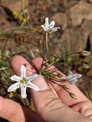 Triteleia lilacina
