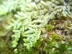 Lepidolaena clavigera