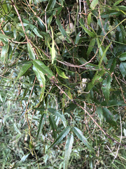 Rubus schmidelioides