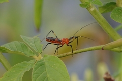 Pyrrhosphodrus caatingensis