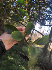Griselinia littoralis