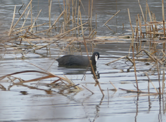 Fulica americana