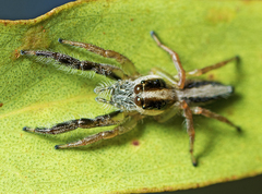 Mopsolodes australensis