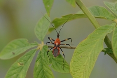 Pyrrhosphodrus caatingensis