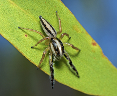 Mopsolodes australensis