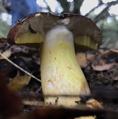 Aureoboletus citriniporus