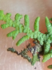 Lepidolaena clavigera