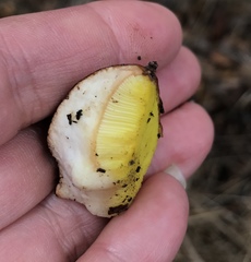 Aureoboletus citriniporus