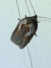 Acleris maculidorsana
