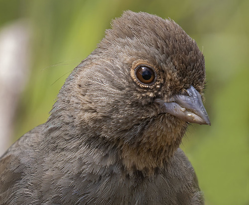 California Towhee, photo 8 of 10