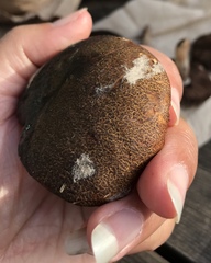 Aureoboletus citriniporus