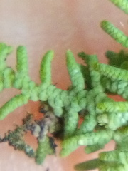 Lepidolaena clavigera