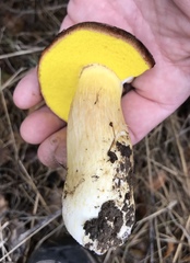 Aureoboletus citriniporus
