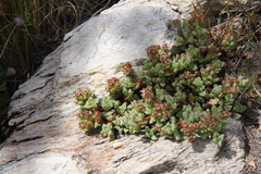 Oscularia deltoides