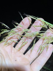 Capillipedium spicigerum