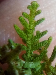 Lepidolaena clavigera