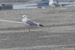 Larus delawarensis