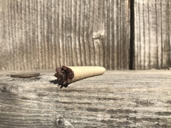 Elgaria multicarinata