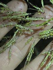 Capillipedium spicigerum