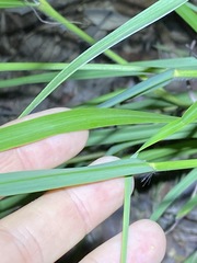 Capillipedium spicigerum