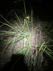 Capillipedium spicigerum