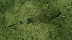 Platycephalus laevigatus
