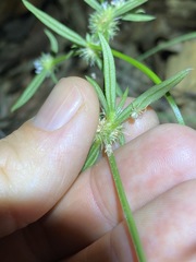 Spermacoce brachystema