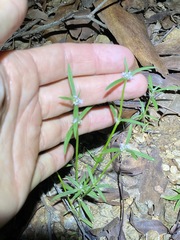 Spermacoce brachystema