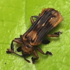Uroplata fusca