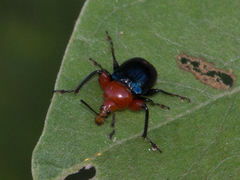 Alleuscelus violaceipennis