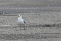 Larus argentatus