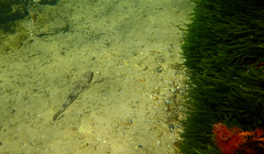 Platycephalus laevigatus