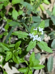 Mentha diemenica