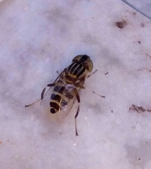 Eristalinus