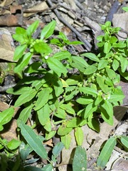 Mentha diemenica