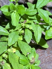 Mentha diemenica