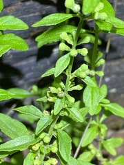 Mentha diemenica