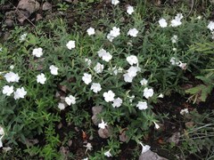 Mandevilla hypoleuca
