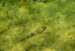 Platycephalus laevigatus