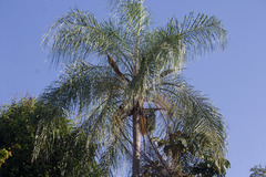 Syagrus