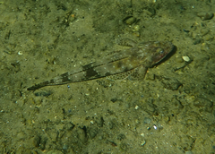 Platycephalus laevigatus