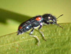 Psoa maculata