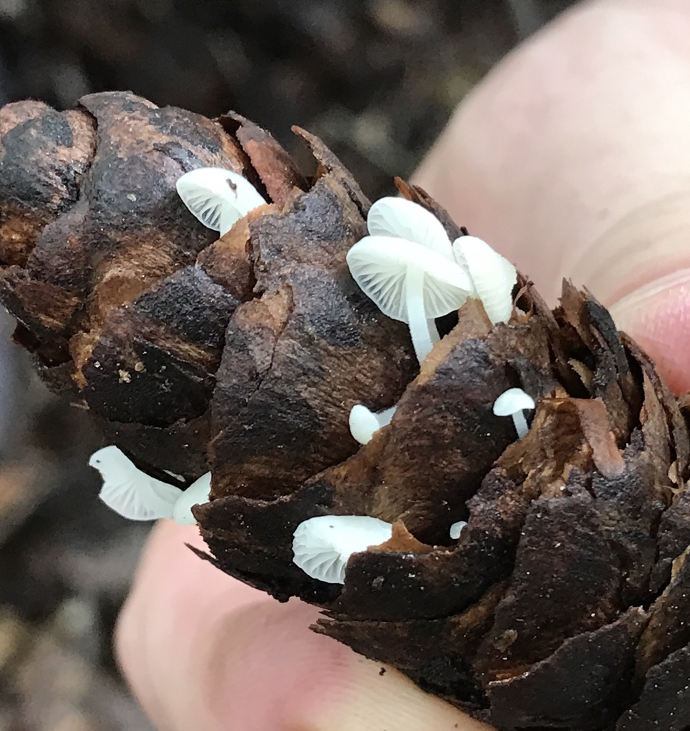 FirCone Mushroom (Fungi bright ones near me 20223 NDJ) · iNaturalist