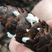 Fir-Cone Mushroom - Photo (c) catchang, some rights reserved (CC BY-NC), uploaded by catchang