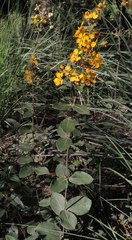 Gaudichaudia cycloptera