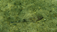 Platycephalus laevigatus